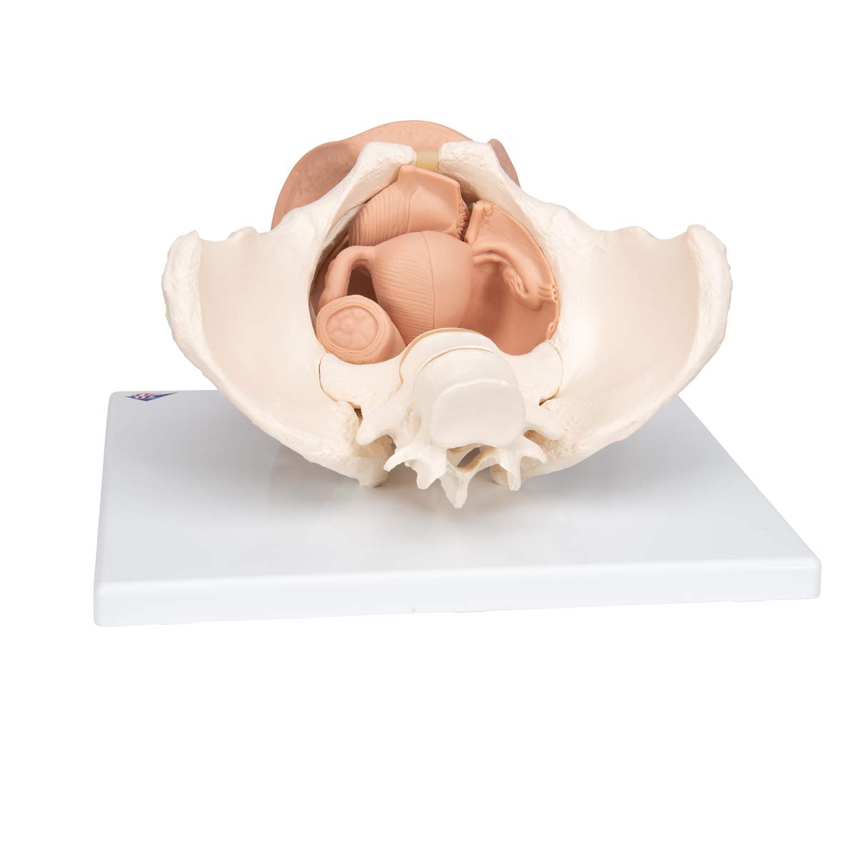 3B Scientific® Pelvis Femenina con Órganos Genitales – Modelo Anatómico Humano de 3 Partes a Tamaño Real + Smart Anatomy App (Garantía de 5 Años)