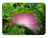 Pink Powder Puff Rose Cascade - Calliandra surinaminsis - Live Tropical Tree Plant - Unusual Flower - Emerald Goddess Gardens - Starter Sz 4 Inch Pot