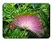Emeralds TM Pink Powder Puff Plant Rose Cascade Calliandra surinaminsis Bonsai Favorite 4 inch pot
