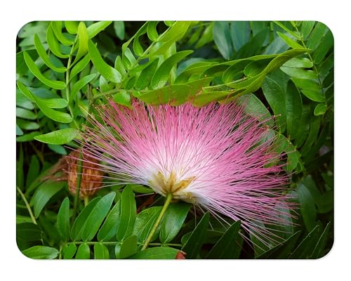 Pink Powder Puff Rose Cascade - Calliandra surinaminsis - Live Tropical Tree Plant - Unusual Flower - Emerald Goddess Gardens - Starter Sz 4 Inch Pot