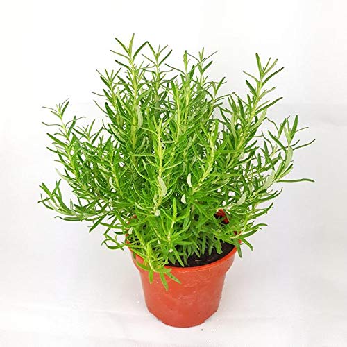 Green Gallery Rosemary Fresh Organic Herb Seeds for Home Terrace and Kitchen Indoor Outdoor Gardening Planting Farming (Pack of 30+ Seeds) (B08DJ9H3RT) Amazon Price History, Amazon Price Tracker