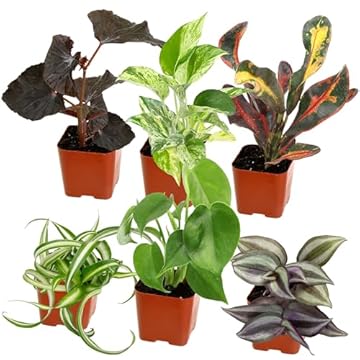 Top Indoor Plant Seeds That Will Transform Your Space 2 plant seeds for indoor planting