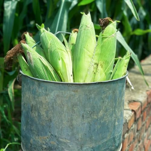 Semillas de maíz, semillas de maíz dulce, semillas de maíz, jardín decorativo, de rápido crecimiento plantas resistentes en maceta, plantas decorativas Plantas de jardín perennes 100pcs