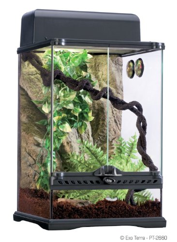 Terrarium Exo Terra Rainforest Habitat Kit für Einsteiger