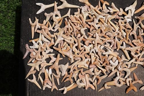 Image of Great Collection of Shark Teeth Fossil Shark Teeth Fossils for Kids Fossils from Morocco A259