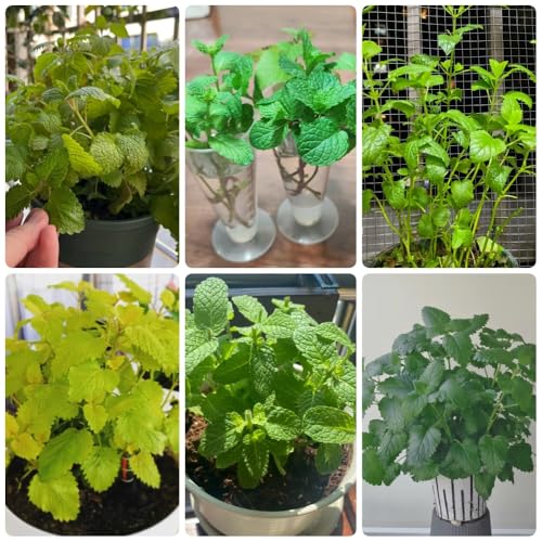 Semillas de melisa, de balcón Melissa officinalis, de jardín de rocas resistentes resistentes para el jardín 50pcs