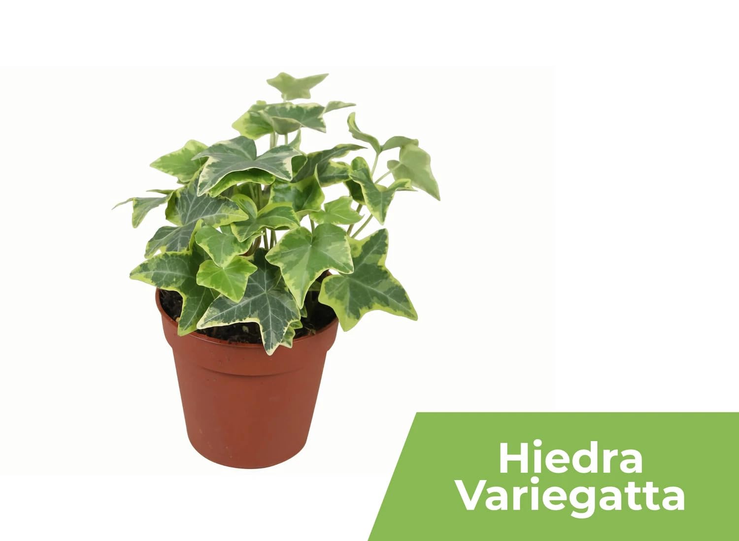 Garden Center shop | Pack ahorro 10 Plantas de Interior Variadas |Purificadoras de Aire | Decorativas y de Bajo Mantenimiento | Ideal para Hogar u Oficina | Plantas Naturales Vivas