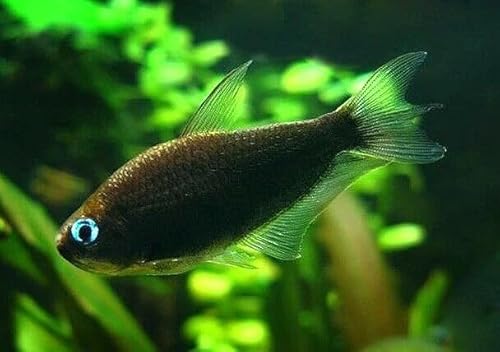 Black Emperor Tetra 5-Pack for Freshwater Aquariums