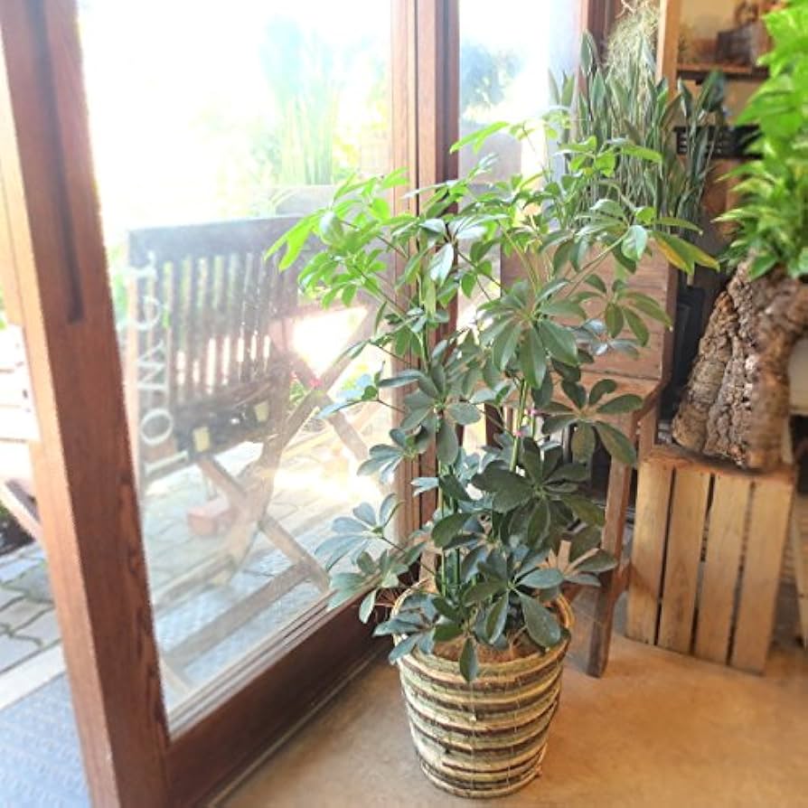 Amazon｜シェフレラ ホンコンカポック 7号鉢サイズ 鉢植え｜観葉植物