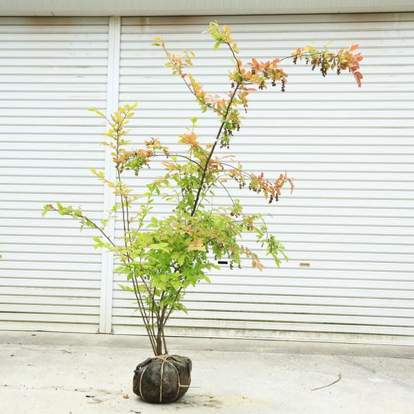 Amazon.co.jp: 最高の紅葉！希少庭木・植木：ナツハゼ（なつはぜ