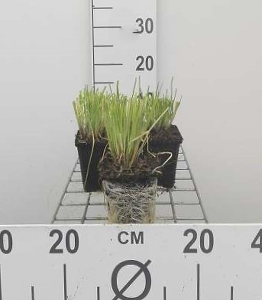 6x Ciboulette - Allium schoenaprasum | 9x9 cm pot