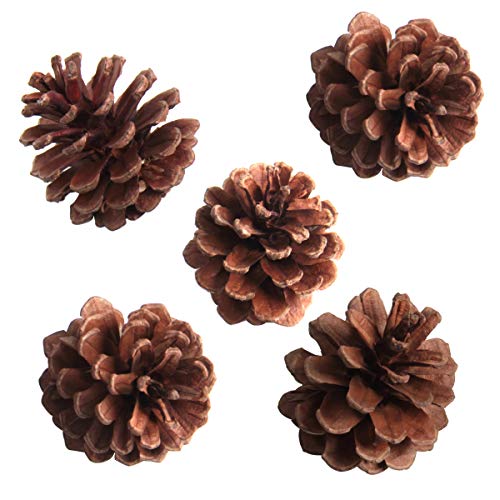 SBYURE 20 Pack Bulk Package of Natural Pinecones for Crafts Home Decor Vase Filler