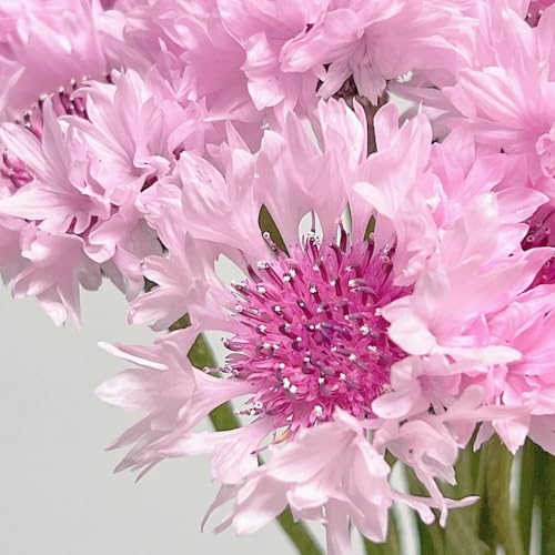 semi di fiordaliso, semina autunnale to semi di estivi regali amanti giardino da esterno serre da balcone selvatici come 400pcs