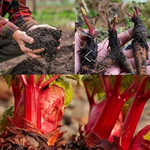 3 Rhubarb Crown 'Prince Albert' with Compost Cover