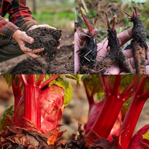 3 x Rhubarb Crown 'Prince Albert' - Ready to Plant Rhubarb Plant - with Free Growing Compost Complement for Improved Growth