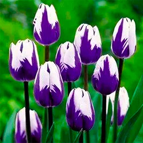 10 Purple and White Tulip Bulbs for Planting ,Easy to ...