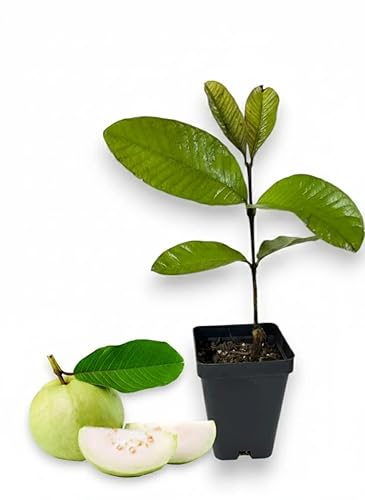 Miniatura 18 de Lavitali, Bolsas de té de diente de león | 120 bolsas, té de hierbas 100% puro | Sin cafeína, bolsa de filtro ecológica | Infusión botánica natural,