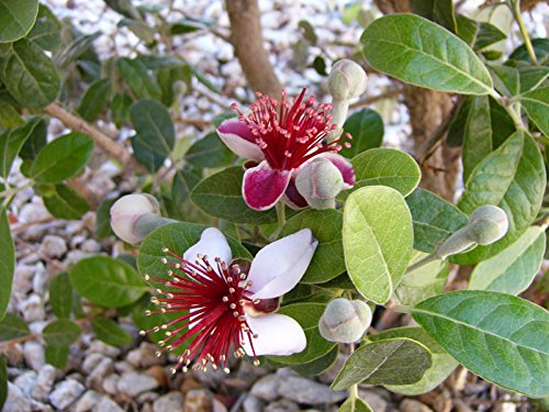 10 Pineapple Guava Fruit Brazilian Or Fig Guava Flower Pink Red Tree Shrub Seeds #TOP3