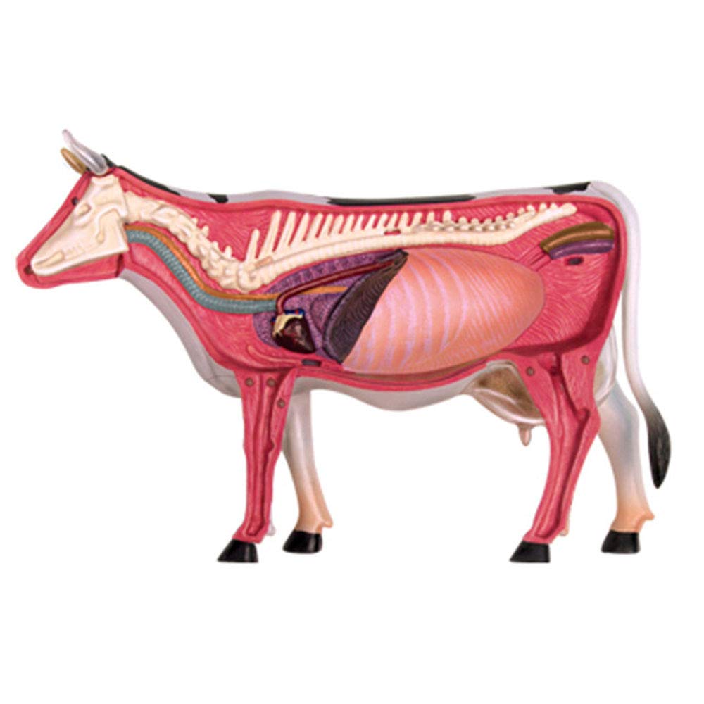 Modele dydaktyczne z zakresu biologii, Model anatomiczny zwierzęcia, model symulacyjny krowy, odłączany, 29-częściowy medyczny do nauki anatomii narządów