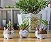 DEELF OUTLET Cat Succulent Planter - 6 Pack Mini Cat Pots for Small Plants Animal Lovers Home and Office Desk Decoration