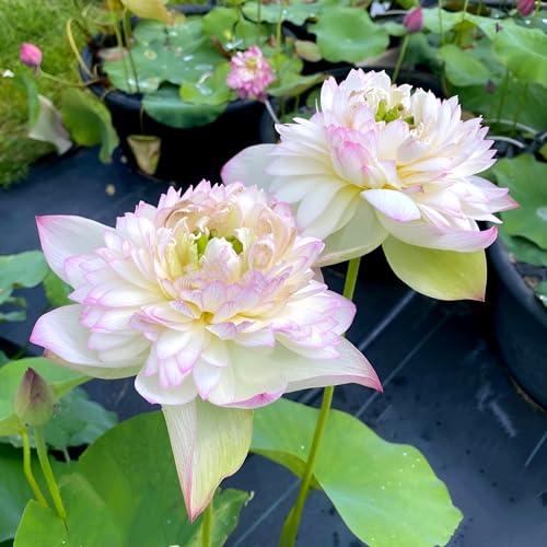 BUBLIX Beautiful All Season Live Pink Cloud Lotus Tuber Plant Short Time Blooming Flower Water Lily Tree For Home Garden Outdoor Indoor