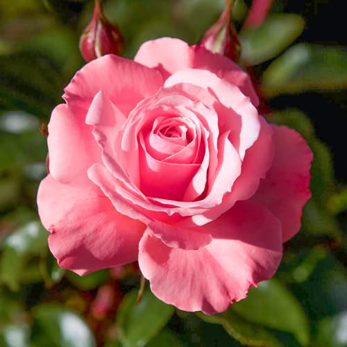 Bush Rose Anne's Rose - Compact Rose Bush with Scented Silvery-Pink Garden Roses - Classic Garden Plants Boasting Beautiful Outdoor Roses - Hardy Plants Outdoor Garden Ready (3 Litre Pot, 20-40cm)