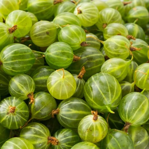 Semillas de grosella espinosa - grosella espinosa - grosella fresca, resistentes para balcón, para lugares soleados, 100pcs