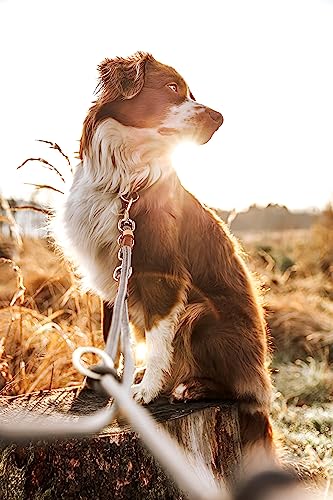 Michur Monaco Grau, Hundehalsband Hellgrau Verstärkung und Tau, Rund mit Polyamidkern, hundehalsband Nylon geflochten, Halsband für Hunde