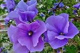 Live Plant - Alyogyne Huegelii Blue Hibiscus Live Well Rooted Starter Plant