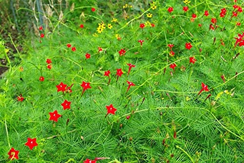 30Pcs Cardinal Climber Cypress Vine Seeds Ipomoea Quamoclit Seeds #TOP3