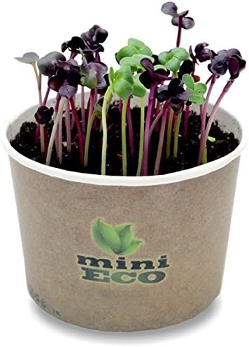 MiniEco Red Radish Microgreens Grow Kit. Approximately 600 seeds 6g. Best Seeds Sprouting Plant Herbs Vegetables Micro Green
