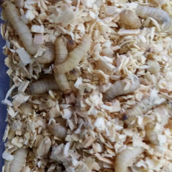 Best Bait Live Waxworms for Reptiles, Birds, and Fishing Bait. High-Protein, Calcium-Rich Larvae Ideal for Bearded Dragons, Geckos, Chickens, and Trout. 100 Count. - Image 3