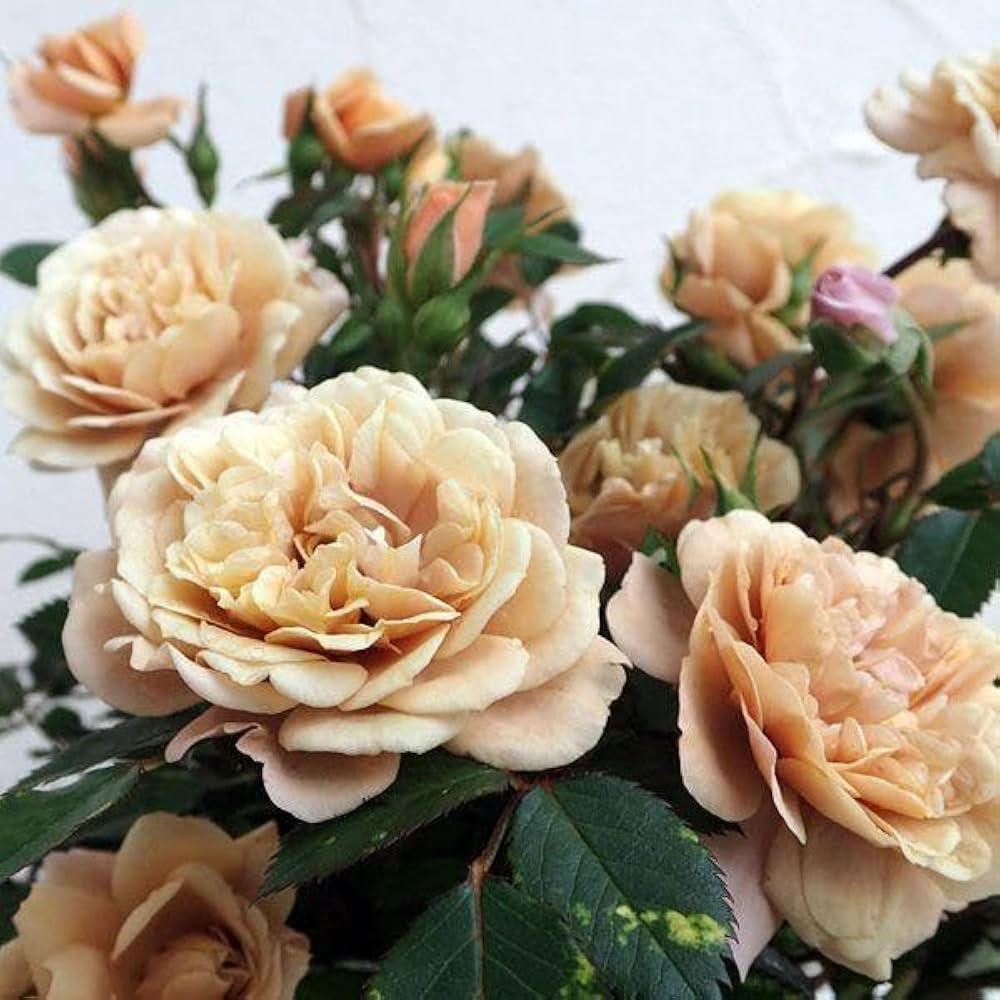 Amazon.co.jp: ミニバラ苗人気品種！モカ② : DIY・工具・ガーデン