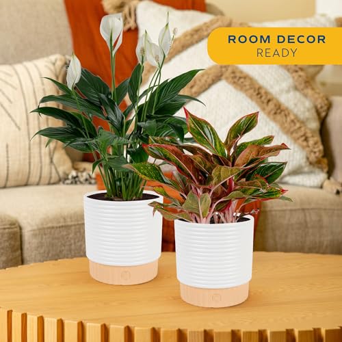 Image of Costa Farms Live Indoor Houseplants (2 Pack) Peace Lily, Chinese Evergreen in Decor Planter Pot, Potting Soil Mix, Birthday, Housewarming Gift, 1 Foot Tall