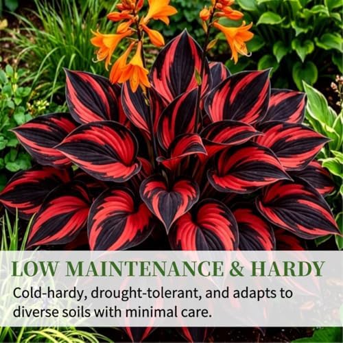 Perennial Hosta Seeds for Planting, Red, Stunning Foliage Variety with Rare Colorful Flowers, Multi-Use Landscaping, 200pcs — view 3