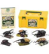 Amazon.co.jp: カロラータ 立体図鑑 カブトムシ フィギュア (6種