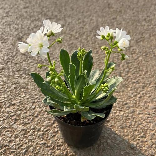 Semillas de cotiledón de Lewisia-Decoración de oficina,hermosas brillantes.decorativas,resistentes para el jardín.100pcs