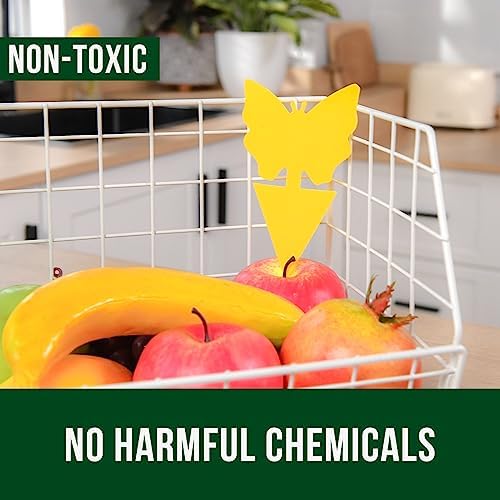 Garsum Fruit Fly Trap Indoor and Outdoor, 36 Pack Gnat Sticky Traps for House Plants, Flying Insect Trap for Fungus Gnat,Mosquitos, White Flies - 3