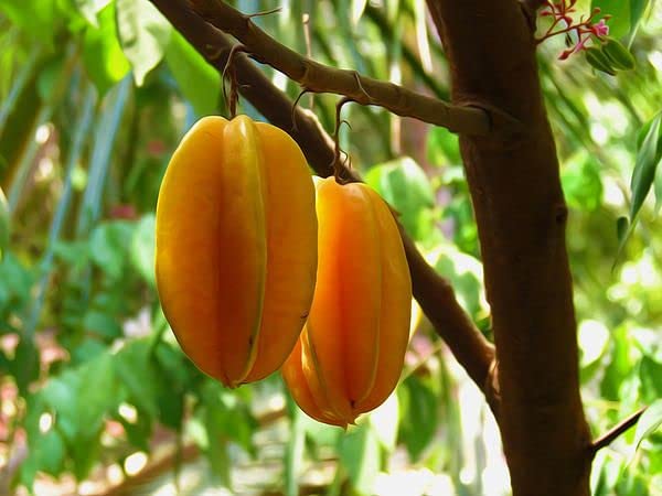 Star Fruit Carambola (Kamranga) Four Times Yearly All Season Live Plant Grafted Original Variety (B0B5DN8Z76) Amazon Price History, Amazon Price Tracker