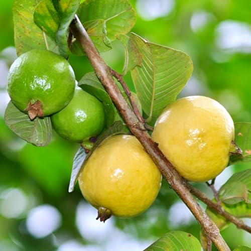 Image of Mexican Guava Live Fruit Plant Aromatic Sweet Guava Tree | Height 1.5-2 Feet | Without Pot | Ideal for Home Garden Balcony Terrace Outdoor Growing with Healthy Roots