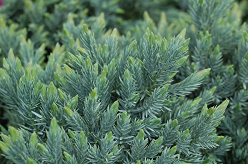 Blue Star Juniper (Juniperus Squamata 'Blue Star') - Live Potted Plant In Trade 2 Gallon Pot. Rich Blue-Green Foliage, With Low Rounded Growth Habit #TOP1