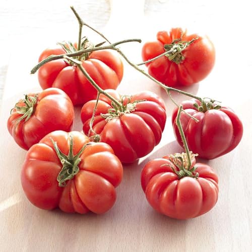 semillas de tomate corazón de buey, s perennes resistentes semillas tomate carne, regalos sostenibles invierno corazón buey, exterior 100pcs