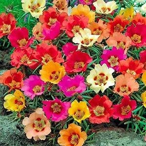 Audbhidhi Flower Seeds | Portulaca Mixed Color Hybrid Flower Seeds For All Season (50 Seeds) (B09F3NHVQ2) Amazon Price History, Amazon Price Tracker