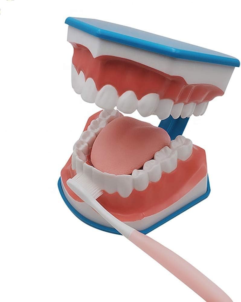Standardowy model zębów, 6-krotny duży model do mycia jamy ustnej, model ćwiczeń dla dzieci do mycia zębów i stosowania nici dentystycznej, model do nauki mycia zębów.