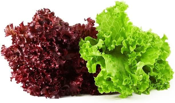 LETTUCE ICE BERG AND LOLLO ROSSO MIX VARIETY SUMMER LEAFY VEGETABLES PACK OF 30+ SEEDS