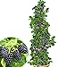 BALDUR Garten Säulen-Brombeeren Navaho® 'Big&Early' dornenlos, 1 Pflanze, Rubus fruticosa Säulenobst Beerenobst Brombeerpflanze, winterhart, platzsparende Säulen für kleine Gärten, Balkone & Terrassen