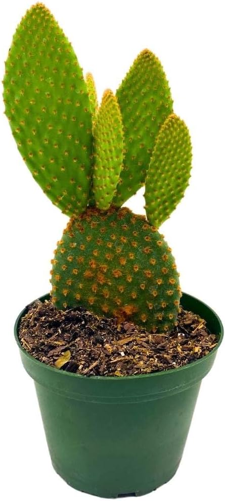 BubbleBlooms Bunny-Ears Prickly-pear Copper Red, 3 inch Pot Opuntia microdasys