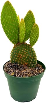 BubbleBlooms Bunny-Ears Prickly-pear Copper Red, 3 inch Pot Opuntia microdasys