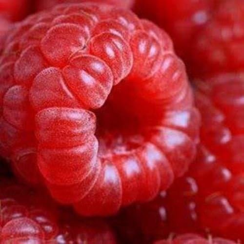50 Seeds Jumbo RED Raspberry Bush Seeds Rubus Raspberries Sweet Fruit
