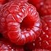 50 Seeds Jumbo RED Raspberry Bush Seeds Rubus Raspberries Sweet Fruit